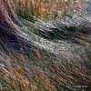 Photographie dart : Herbes 3 - Galerie photos Abstraction